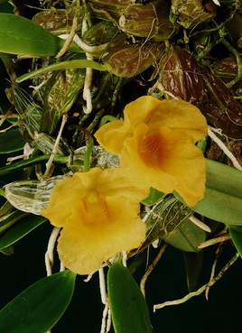 Une orchidée de Thailande - 2