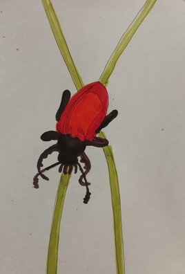 insecte rouge