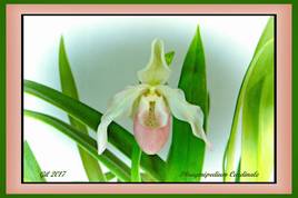 Phragmipedium Cardinale - Orchidée