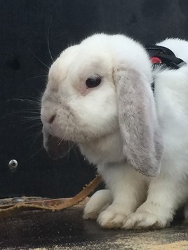 Mon profil pour meetic!!!