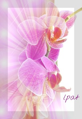 orchidées mauve