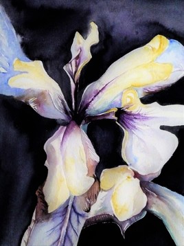 Iris kampfer