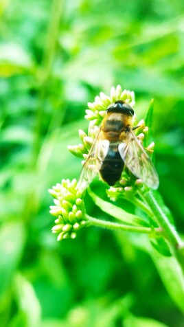 abeille qui butine