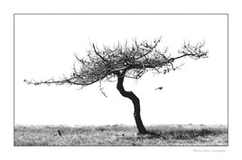 La pie et l'arbre mort