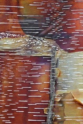 Ecorce du bouleau rouge de Chine