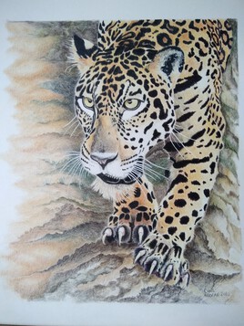 Puma &agrave; l'aff&ucirc;t