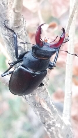 lucarne de cet &eacute;t&eacute;