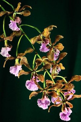 Orchidée du Mexique