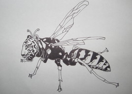 Tiger-bee