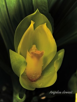 Orchidée - Anguloa clowesii