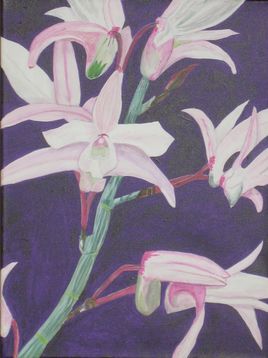 Orchidée XII