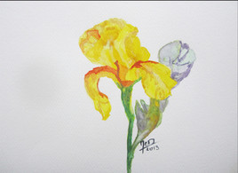 Les iris jaunes de Bagatelle