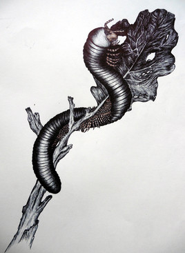 Bestiaire planche 5 - L'iule et la feuille de ch&ecirc;ne