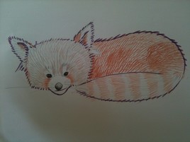 Petit Panda roux