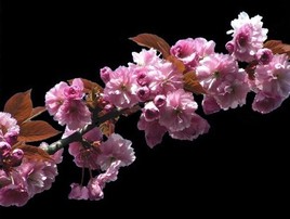 Cerisier du  Japon