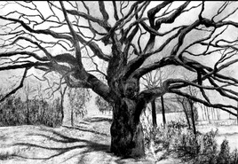 Arbre d Ille et vilaine