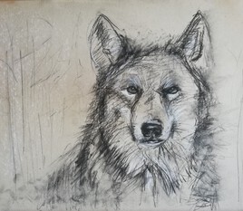 Etude tête de loup