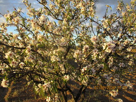 Fleurs d'amandiers 1, Tunisie