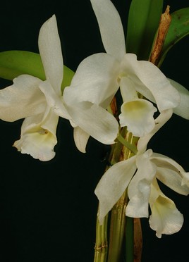 Cattleya skinneri var alba.