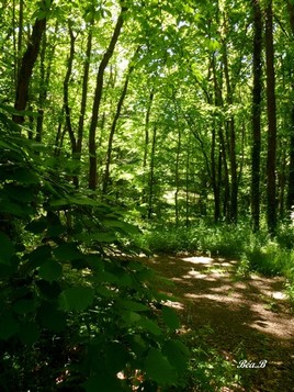 Sous bois1