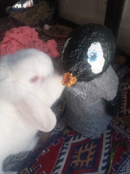 Charlie et son pingouin