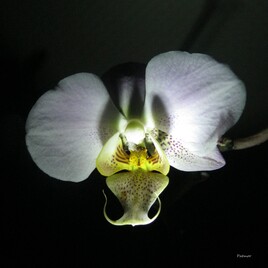 Pistil d'orchidée
