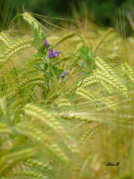 Champ de blé