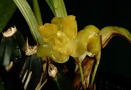 Orchidée du Salvador