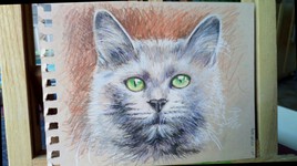 Chat Blanc - crayons couleur