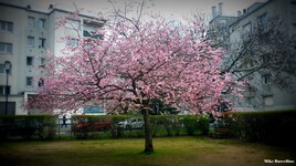 Printemps arbre fleuri