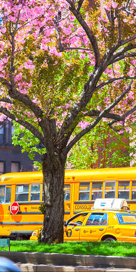 Un printemps &agrave; New York