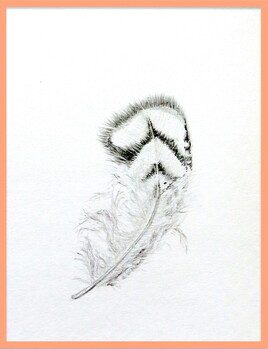 Faisan vénéré (Syrmaticus reevesii) : plume / Drawing Reeves’s pheasant : feather