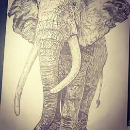 Elephant