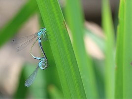 Libellules en couple...
