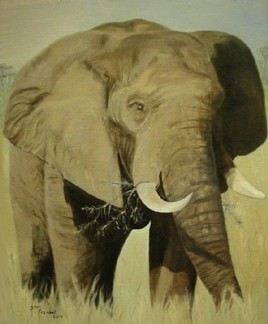 ELEPHANT D'AFRIQUE