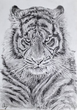 Tigre - Une espèce unique