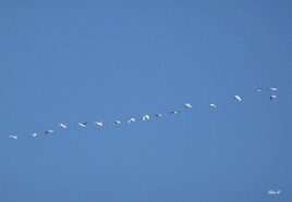 Vol des ibis