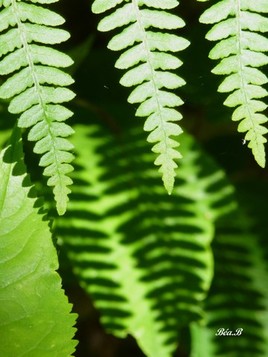 Fougere comme son ombre