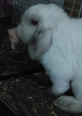 Charlie et son doudou