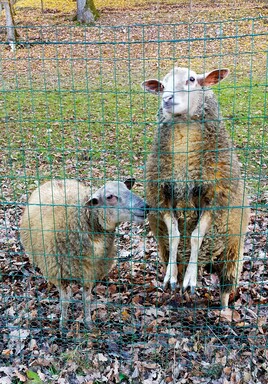 des moutons du lot et garonne