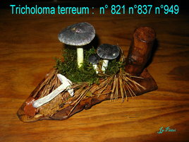 Tricholoma terreum
