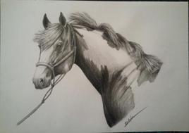 Portrait de Paint horse