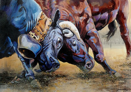combat de deux vaches