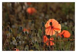 Gentils coquelicots mesdames, gentils coquelicots nouveaux...