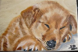 B&eacute;b&eacute; Labrador