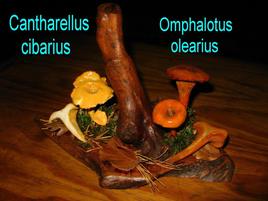 Cantharellus cibarius et Omphalotus olearius