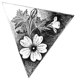 Le géranium des prés (Geranium pratense) / Drawing Flower A white meadow géranium