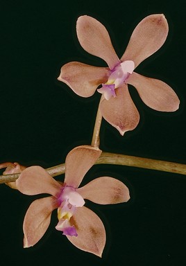 Petit Phalaenopsis des îles indonésiennes