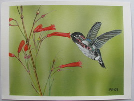 colibri d'Hélène bee hummingbird