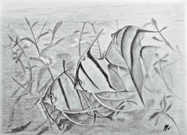 Les scalaires (poisson) / Drawing : Angelfishes